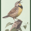 The Burgess Bird Book for Children by Thornton W. Burgess